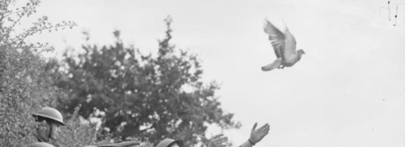 World war 1 soldiers release pigeon